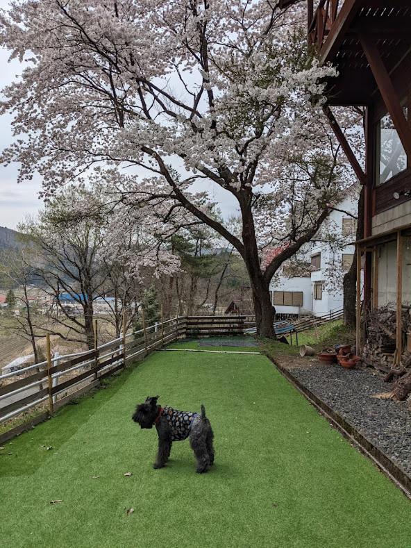 ワンコと泊まるジャスミンクリーク Hotel Toyooka  Buitenkant foto